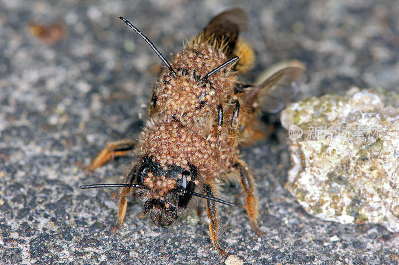 Osmia bicornis (Osmia rufa)是石蜂的一种，又称红石蜂。被寄生螨覆盖的昆虫-克龙贝尼毛指虫。